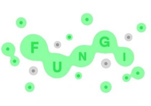 FUNGI