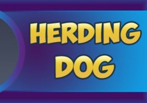 Herding Dog