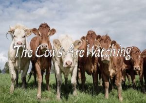 The Cows Are Watching